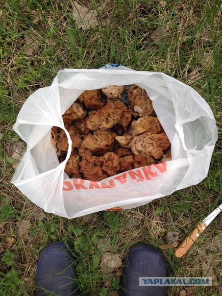 Тихая охота удалась