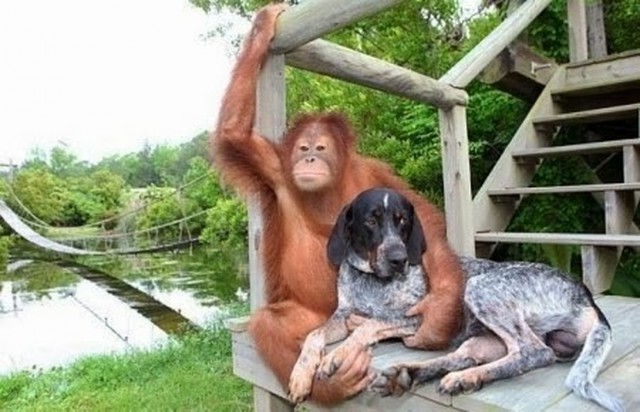 Трогательнейшие семейные сцены из мира животных