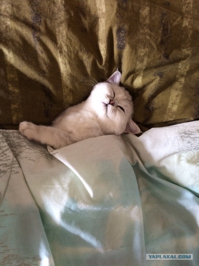 Кошка по имени Люся