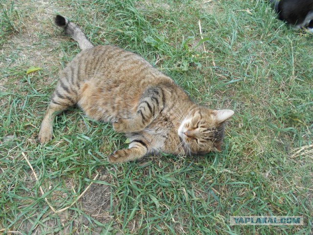 Жизнь домашнего приюта для котеек 117
