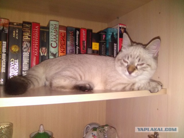 Котовторник 30.08.2016