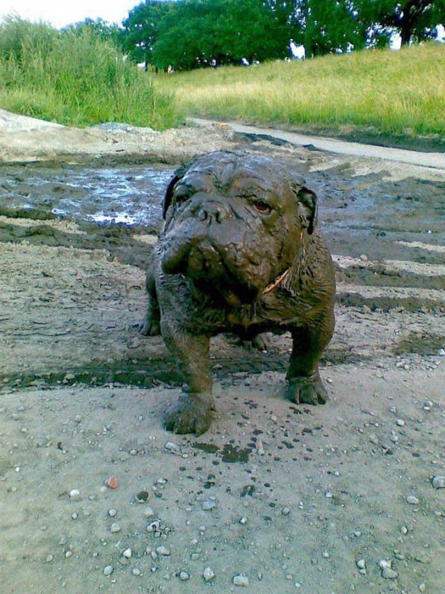 Прикольные животные