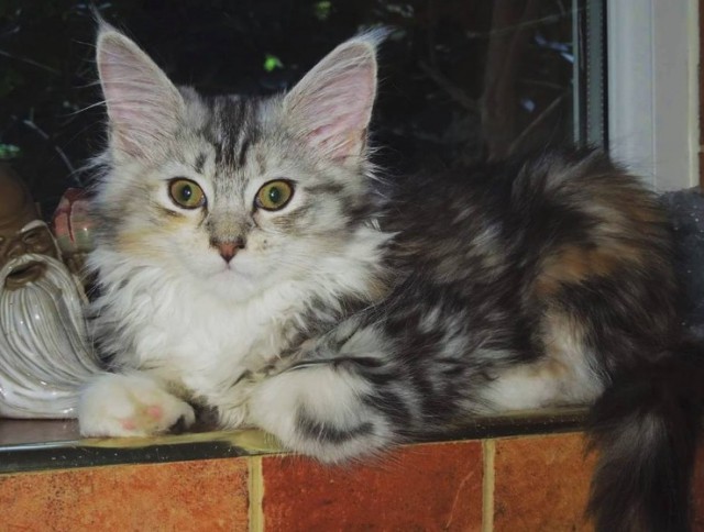 Уже лев или еще кот?