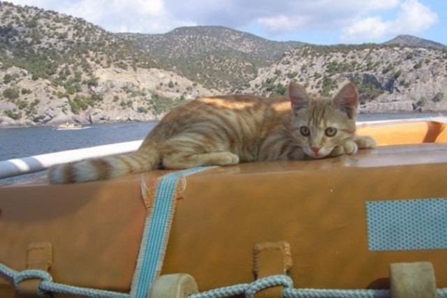 Морские котики