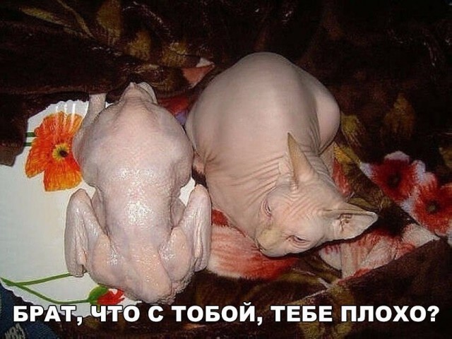 Всячина. Картинки и тексты картинками