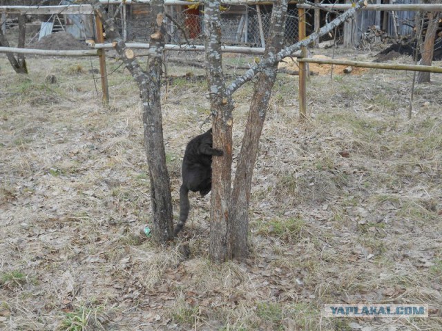 Жизнь домашнего приюта для котеек 156