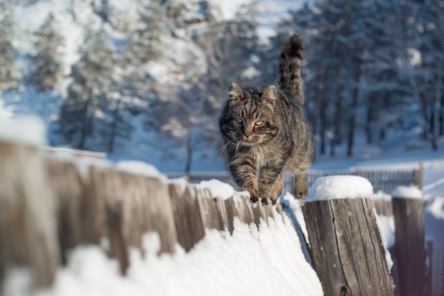 Коты и Кошки