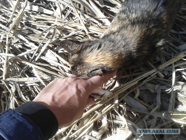 Глюк на рыбалке или закамуфлированный котейка