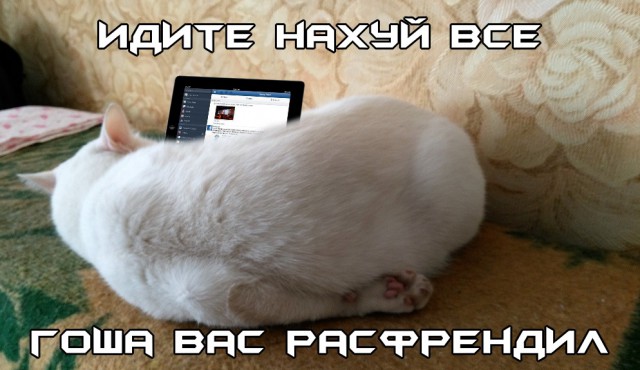 Я не умею рисовать котов? Да ладно...