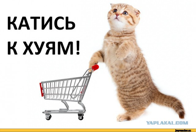 За удар ногой трехлетнего ребенка хозяйка пинчера отправлена под домашний арест