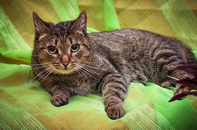 Коты и Кошки