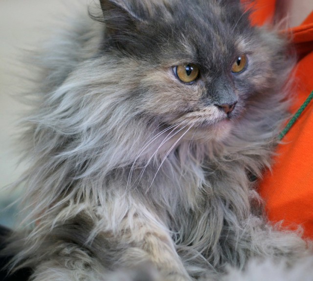 Котовторник 9.01.2018