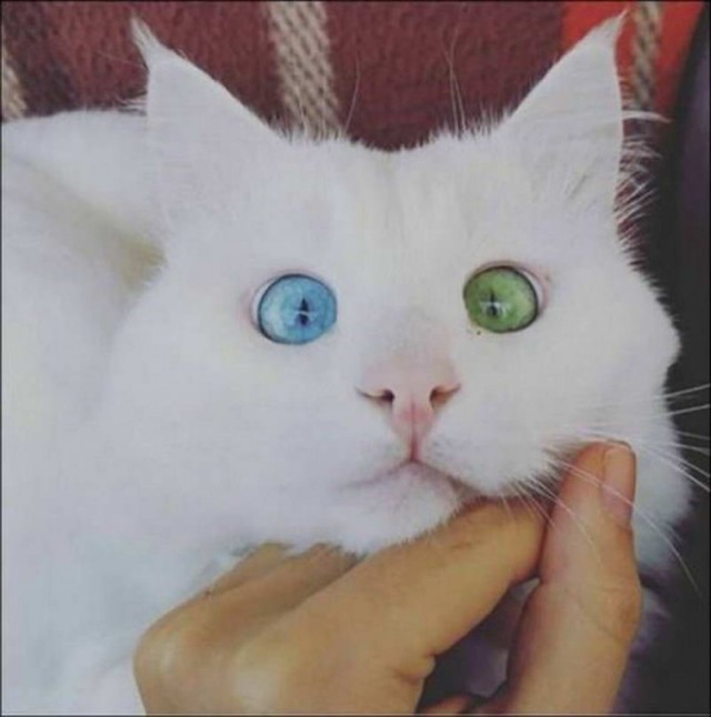 Живность из сети