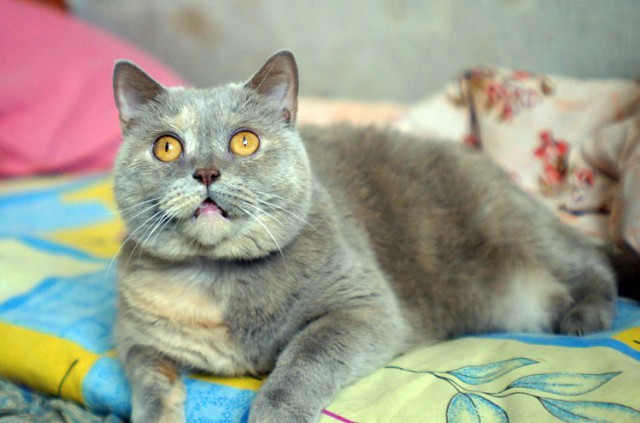 Котовторник 13.03.2018