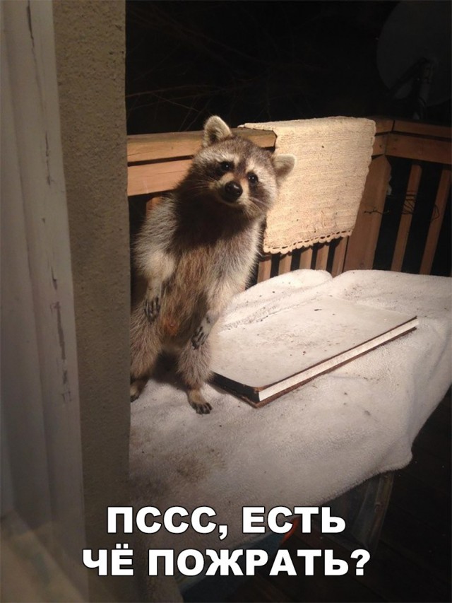 Живность из сети