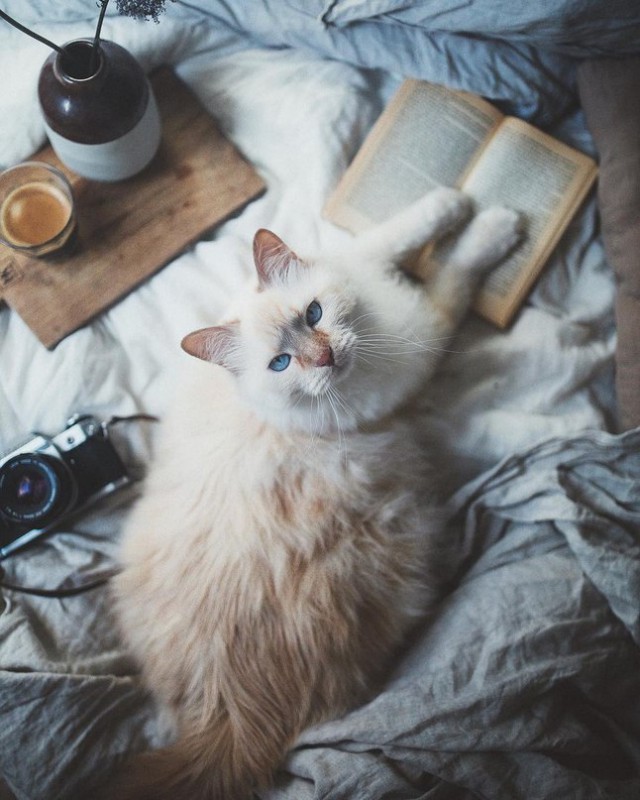 Неадекватные коты