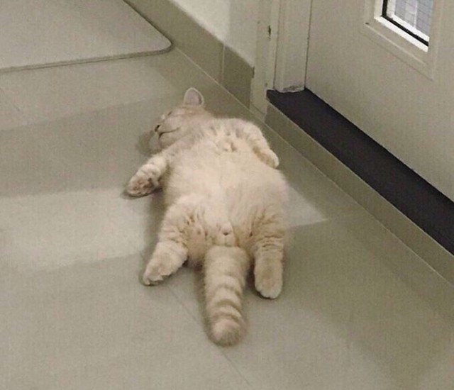 Прикольных котов пост