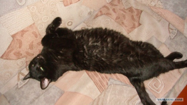 Котовторник  на  ЯПлакалъ