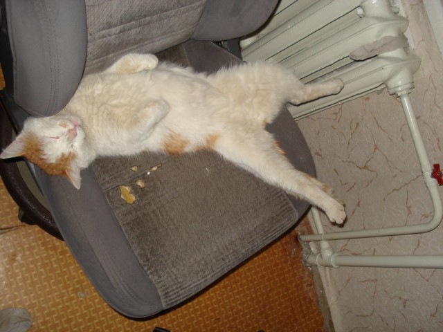 Котовторник в ЯПонии (58 фот)