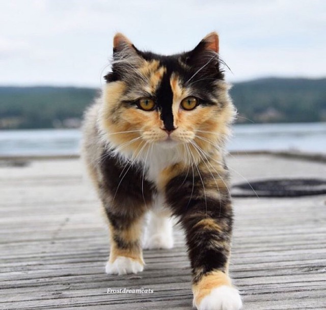 Немного милоты
