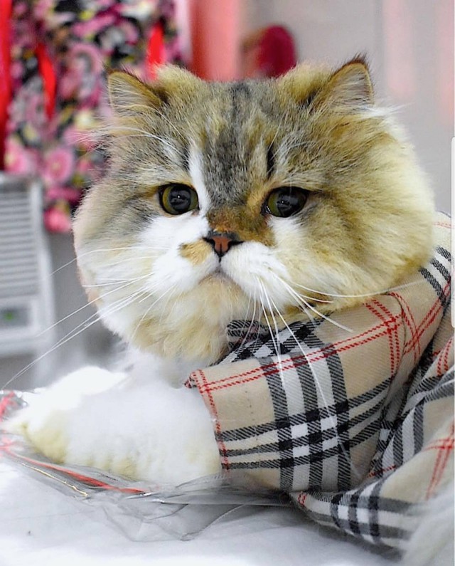 Прикольных котов пост