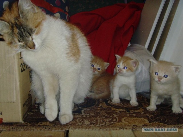 КОТовторник 13.04.2010г.