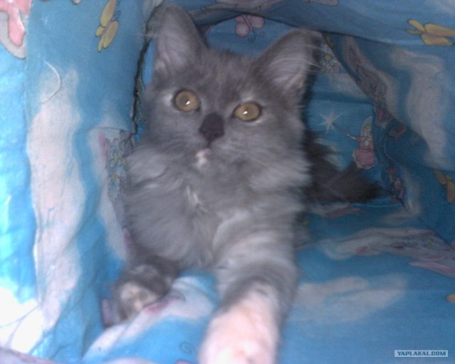 Котовторник!