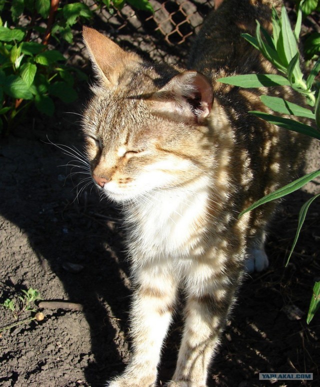 Котовторник, для любителей кошек
