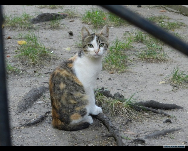Котовторник 06.09.11