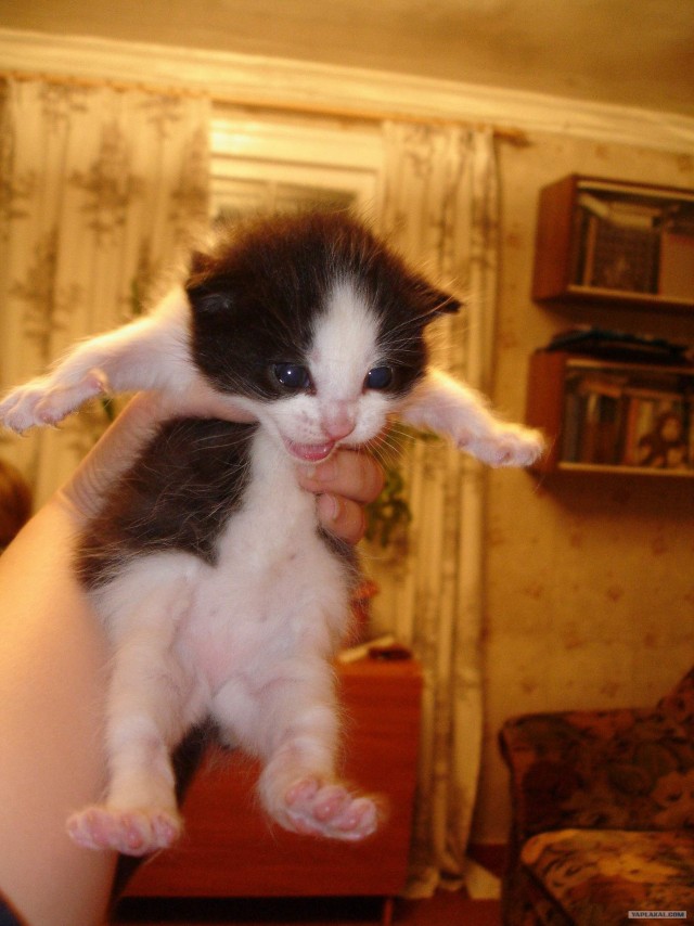 Котовторник! 13.03.2012
