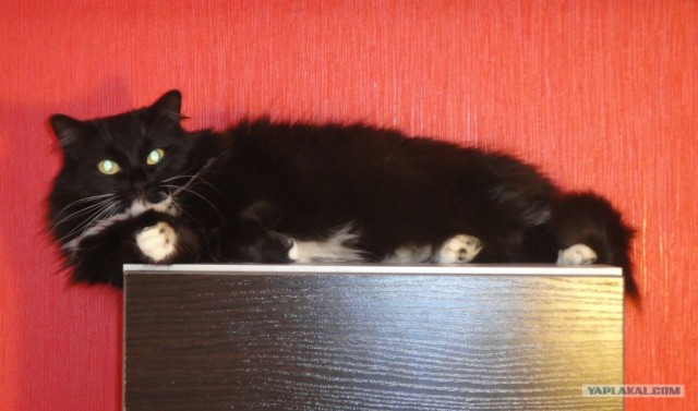 Котовторник 1 мая 2012