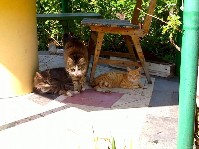 Котовторник   5.06.2012