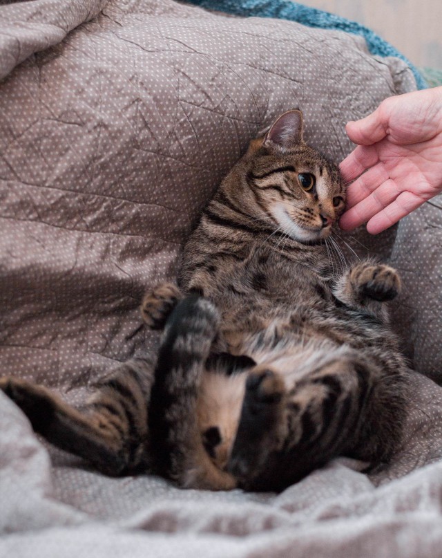 Прикольных котов пост