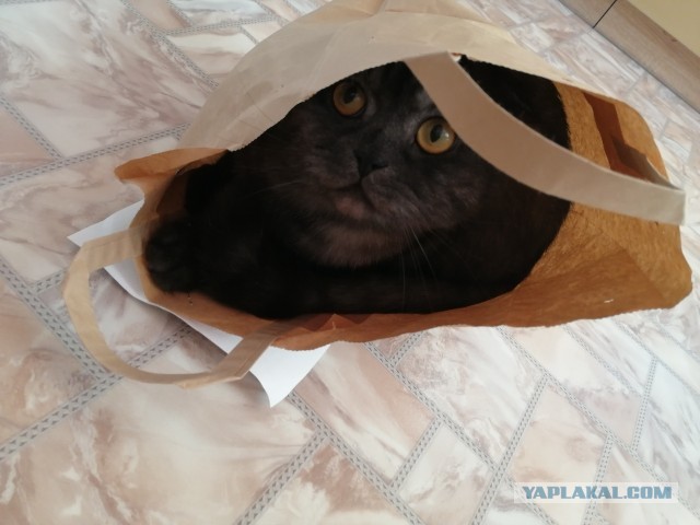 Давайте по котикам, которые с нами на самоизоляции