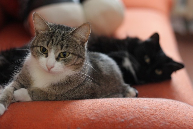 Наш кот по имени Кот