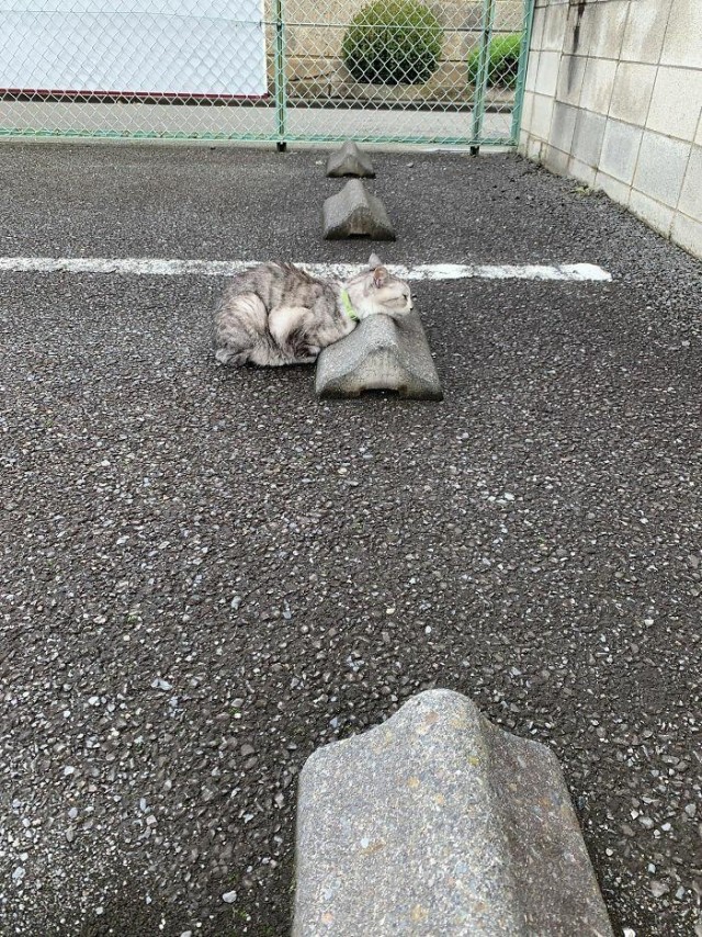 Эти забавные животные