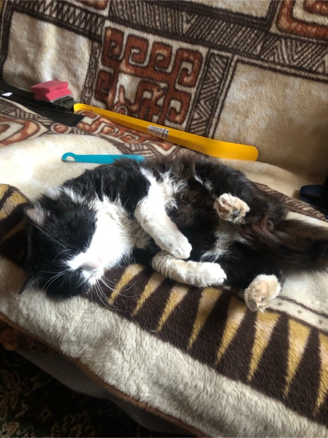 Коты, которые спят где попало и как попало