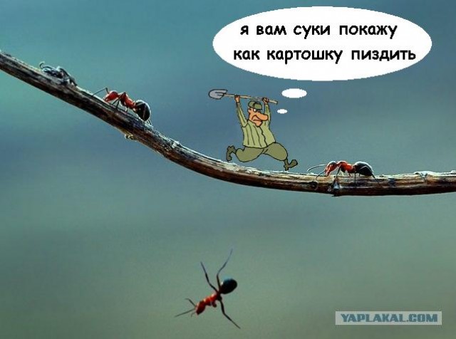 Падение муравья