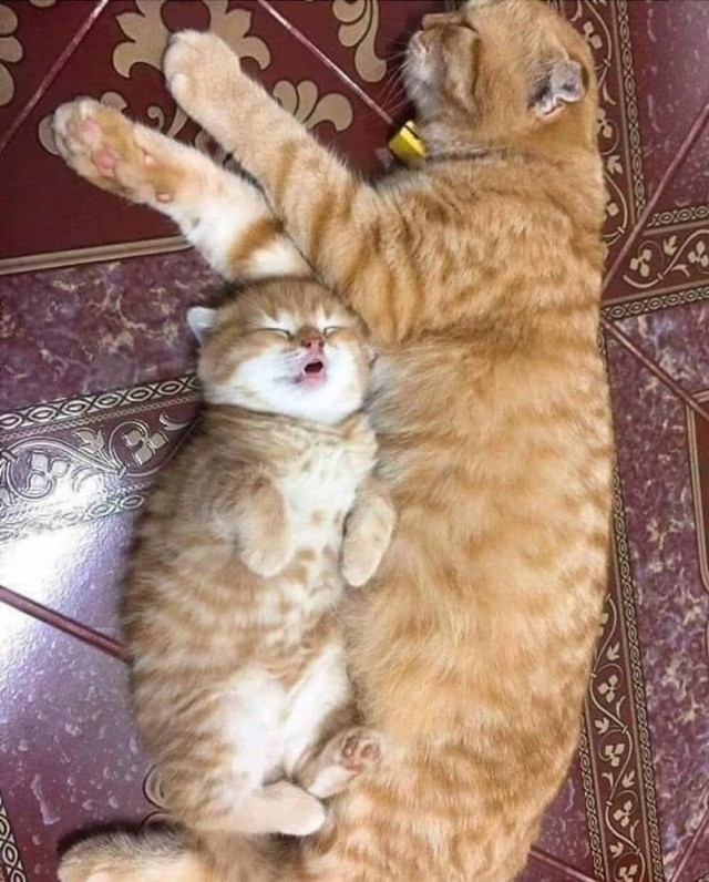 Эти забавные животные