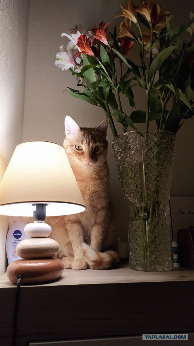 Котовторнику быть!