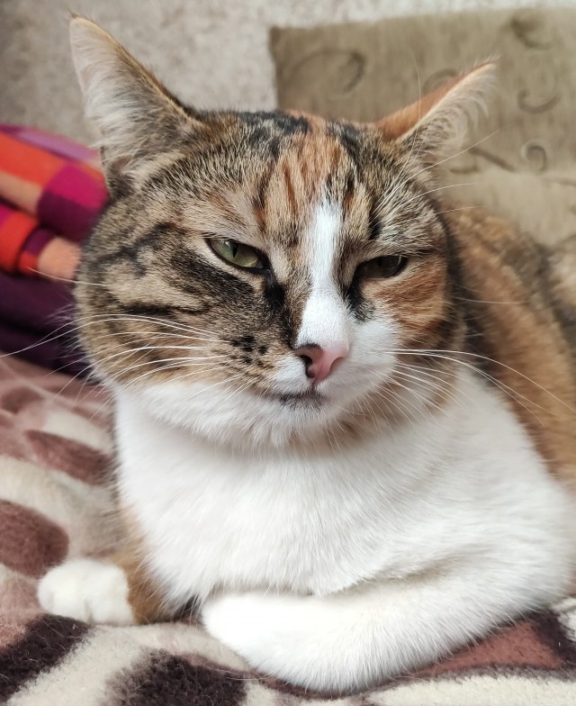 Вторник. Кото-вторник...
