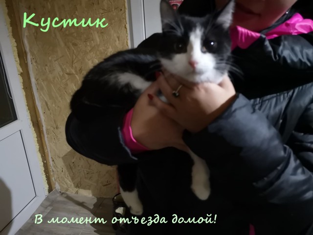 Жизнь домашнего приюта "Котоленд" 320