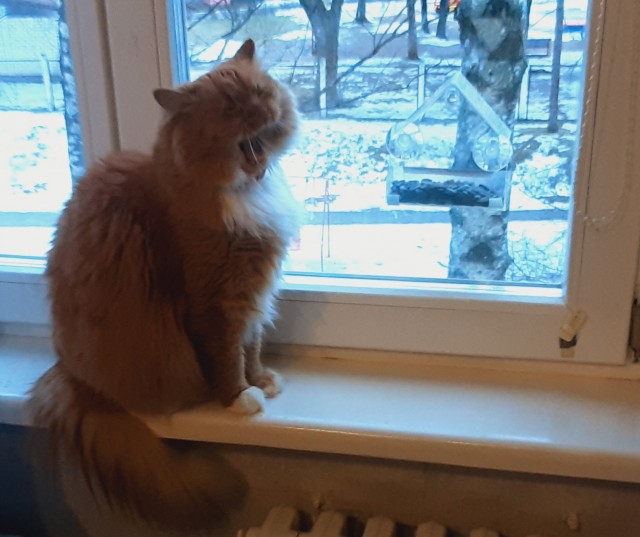 МИРУ - МИР ! Котикам - котовторник !