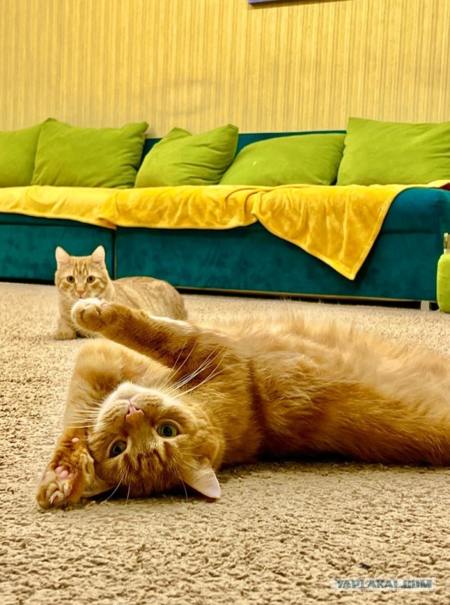 А что это мы котовторник не начинаем? Время пришло!