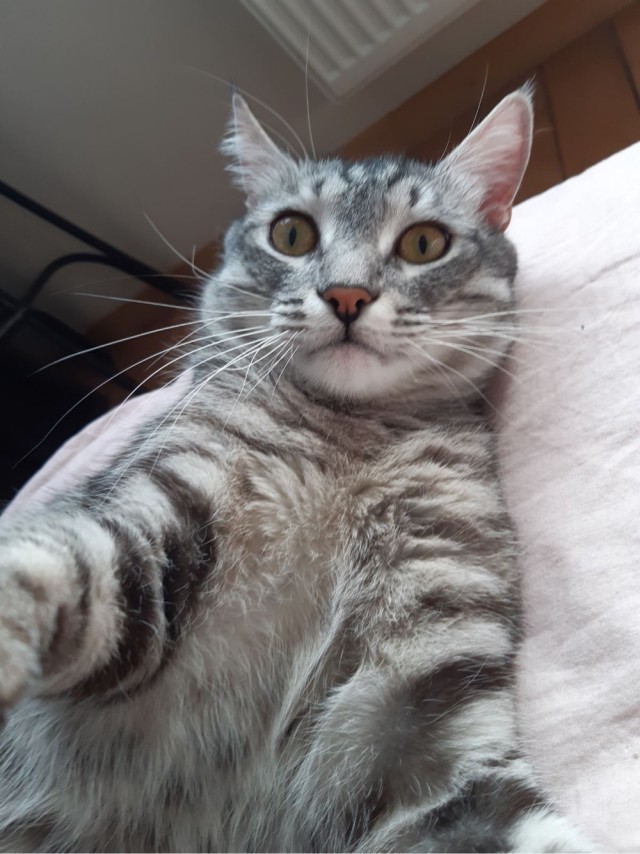 Коты. Филя, Пуся, Вася