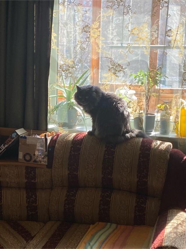 Кототелевизор