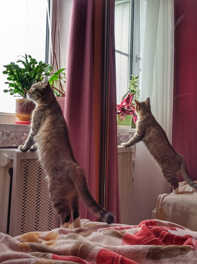 Котовторник ведь начался!