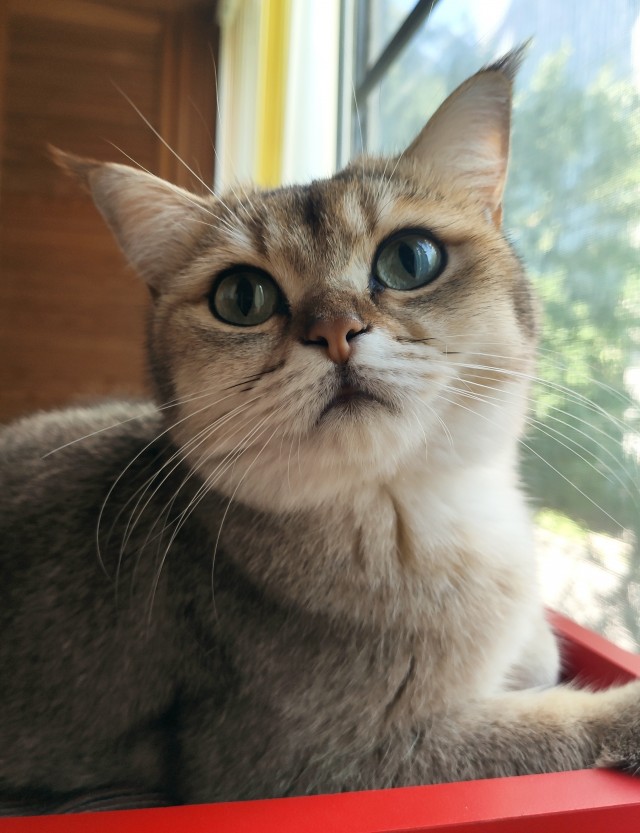 Котовторник 19.07.22