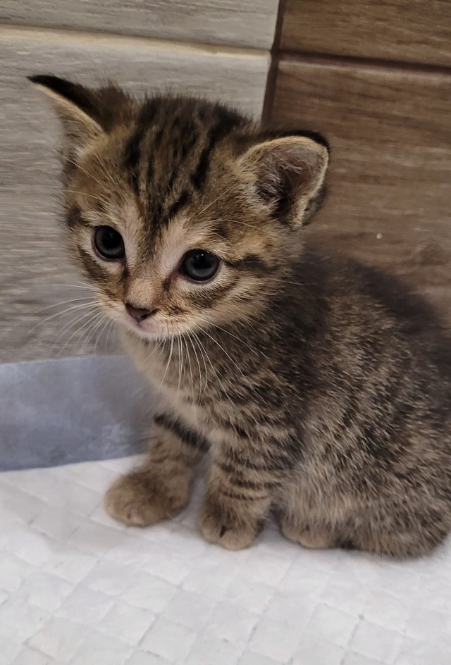 Мой котовторник