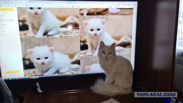 Уличный котей - 1, домашний котей +1